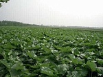 Корень лопуха ценнее женьшеня в десятки раз!