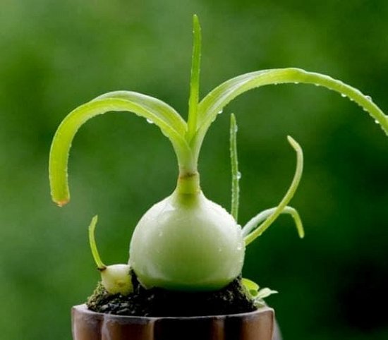 Индийский лук