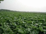Корень лопуха ценнее женьшеня в десятки раз!