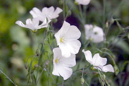 Белый лён и продукты из него